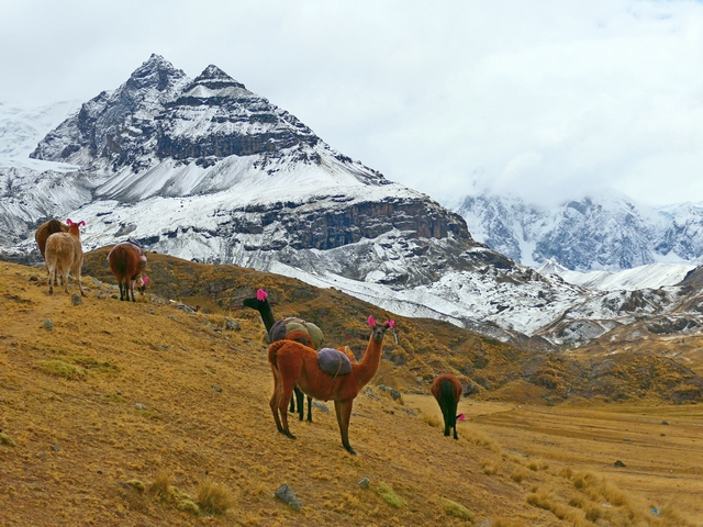 A pack llama adorned with saddle bags and ear decorations looks at the camera, with dramatic, snow-covered mountains near Ausangate beyond.