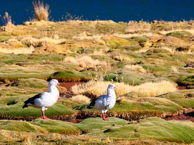 Two Andean geese stand on spongy vegetation in a high altitude wetland in Peru.