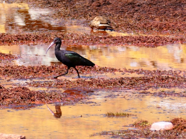 A Puna Ibis wades in a colorful, red-hued wetland near Ausangate, Peru.