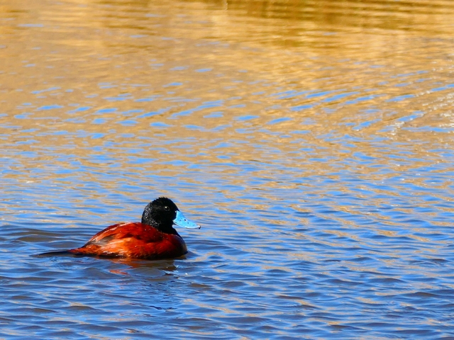 An Andean Duck with a black head and bright blue beak swims on a high-altitude lake in Peru.