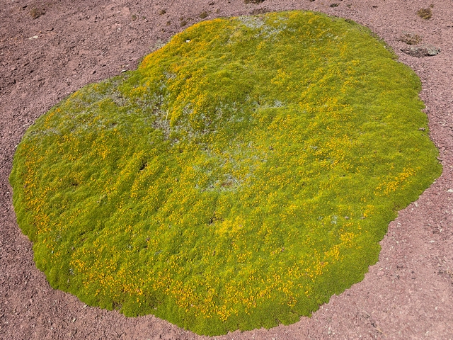 A bright green patch of lichen, dotted with yellow, stands out starkly against the red soils of Peru's Red Valley.