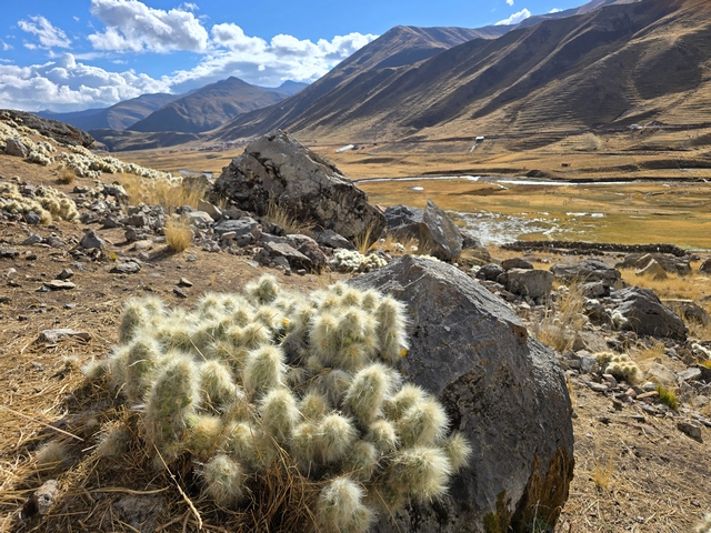 A large tuft of wooly cactus, known locally as Waraqu, near Chillca Lodge in Peru.