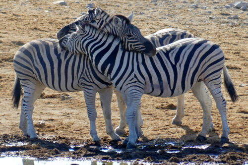 Quintessential Namibia