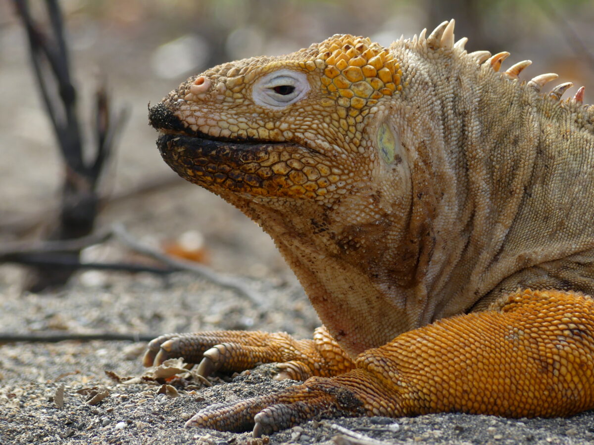Galapagos Luxury Cruise