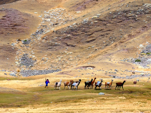 An Andean man herds a dozen pack llamas across the rocky grasslands near Peru's Ausangate Mountain.