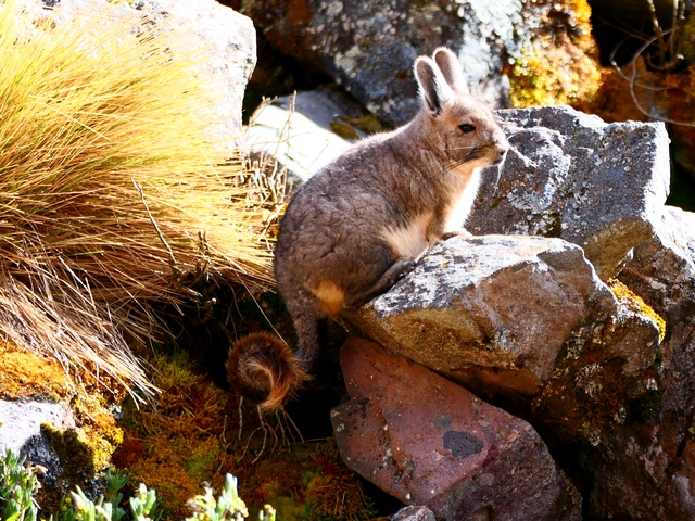 A viscacha sitting in the rocks next to a tuft of Ichu grass in Peru's Puna ecosystem.