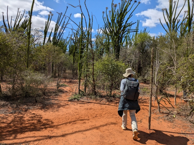 A woman walks on red soils toward the tendril-like, bizarre, tall, thin octopus trees in Madagascar's spiny forest.