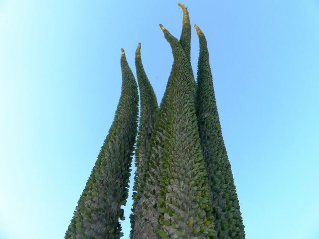Trunks of Madagascar's bizarre octopus trees, covered in thorns and small green succulent leaves.