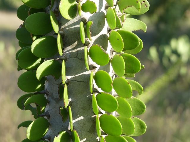 Close-up shot of the trunk of an octopus tree in Madagascar's southern spiny forest, showing sharp white thorns between rows of succulent round green leaves.