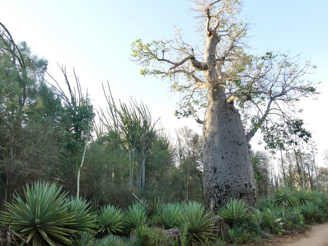 A large baobab tree dwarfs smaller plants around it in Madagascar's spiny forest.