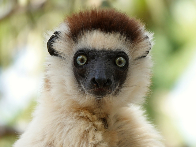 Head shot of a Vereaux's sifaka peering at the camera with intense yellow eyes, a black face, and a brown crown.