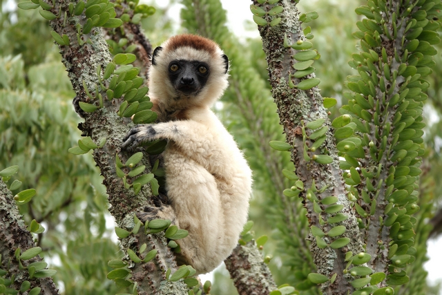 A white leemur (sifaka) with brown crown and black face looking at the camera as it clings to the side of an octopus tree in madagascar's spiny forest.