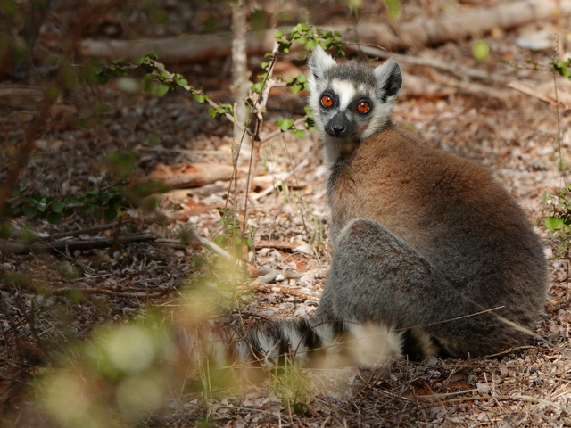 A ring-tailed leemur sitting on the ground peering at the camera with intense amber eyes in gallery forest in Madagascar.