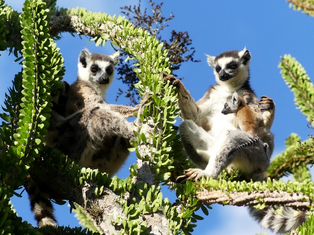 Two ring-tailed lemurs sit on an octopus tree branch in Madagascar's dpiny forest, with one lemur holding a tiny baby.