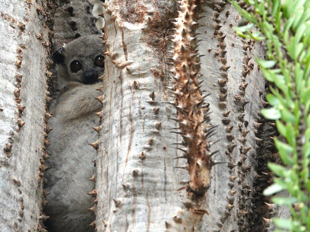 Spiny012