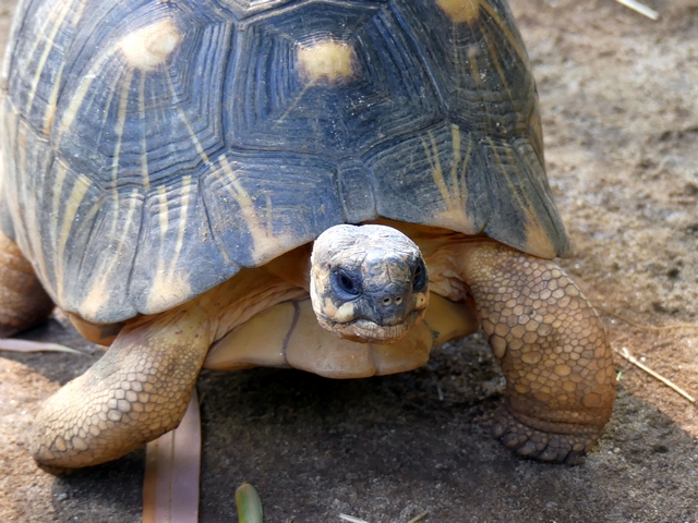A radiated tortoise with black and yellow patterns on its shell approaches the camera.