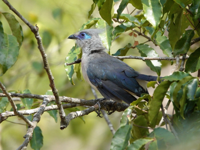 Verreaux's coua perched on a branch in the spiny forest of Madagascar, with a blue eye band and crested head.
