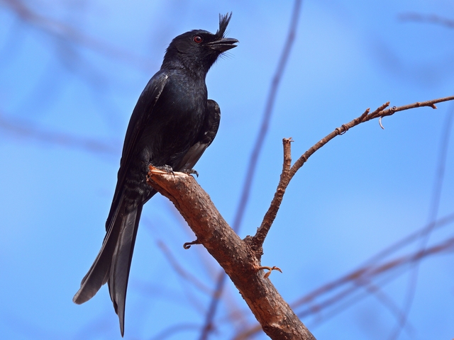 A crested drongo perched on a branch against bright blue sky.
