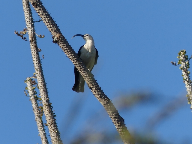 A sickle-billed vanga perched on a tree branch with blue sky behind it and a large, curved beak.