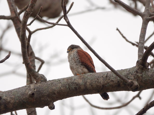 A malagasy kestrel perched on a branch, with a spotted breast and rufous wings.