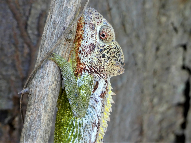 An Oustalet's chameleon with green, yellow, and orange hues climbing on a branch in Madagascar's spiny forest.