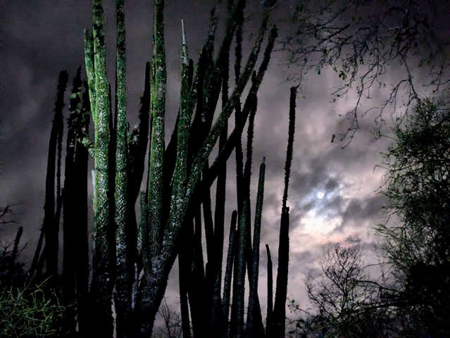 Tall, thin branches of a succulent-studded octopus tree are illuminated against a partially cloudy, moonlit night sky.