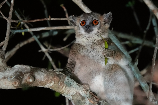 Sportive lemur in Madagascar's spiny forest looking at the camera with reddish eyes and an upright posture.