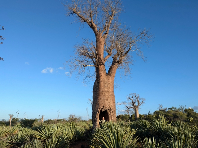 Spiny030
